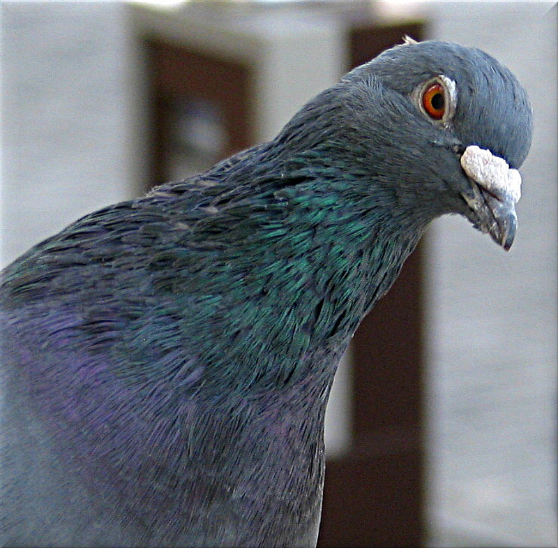 odstraszanie ptaków