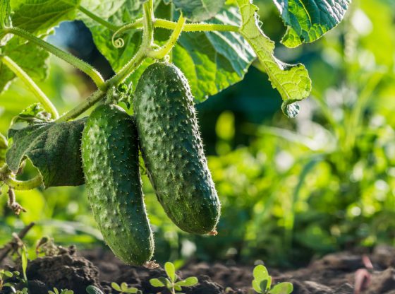 nasiona ogórków